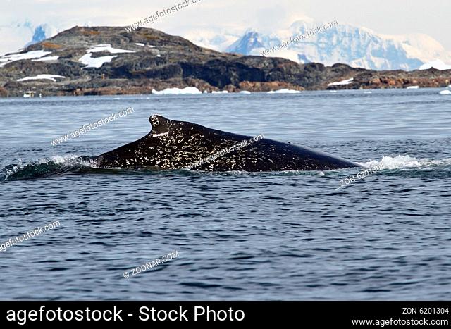 humpback whale back in the white spots in Antarctic waters