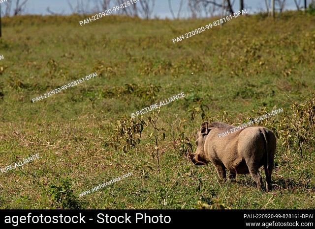 FILED - 20 August 2022, Kenya, Nakuru: A warthog walks through the grass in Lake Nakuru National Park. The park is located about 150 kilometers from Kenya's...