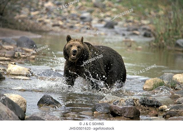 Grizzly Bear, Ursus arctos horribilis, Montana, USA, North America, adult, male, in water, running, creek, river