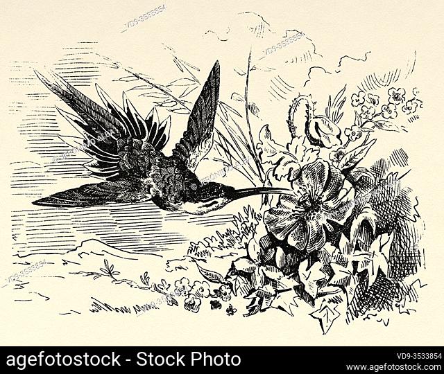 The Striped Hermit (Phaethornis striigularis) hummingbird species from Central America and northwestern South America. Old engraved animal illustration 19th...