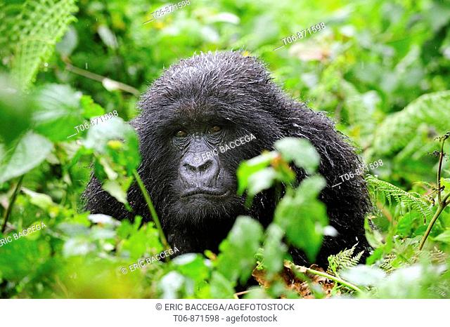 Female mountain gorilla in the rain  (Gorilla beringei beringei) Volcanoes National Park, Rwanda, Africa
