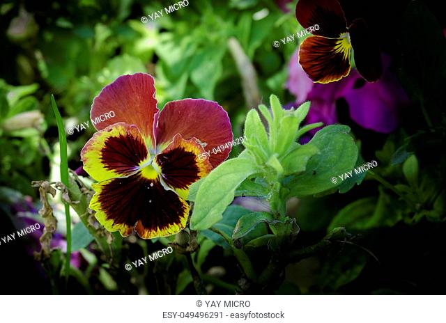 They are perennial plants treated as annuals of short stature, between 15 to 60 cm depending on the species. The leaves are arranged alternately or opposite