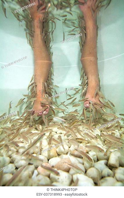 Fish spa feet pedicure skin care treatment with the fish rufa garra, also called doctor fish, nibble fish and kangal fish