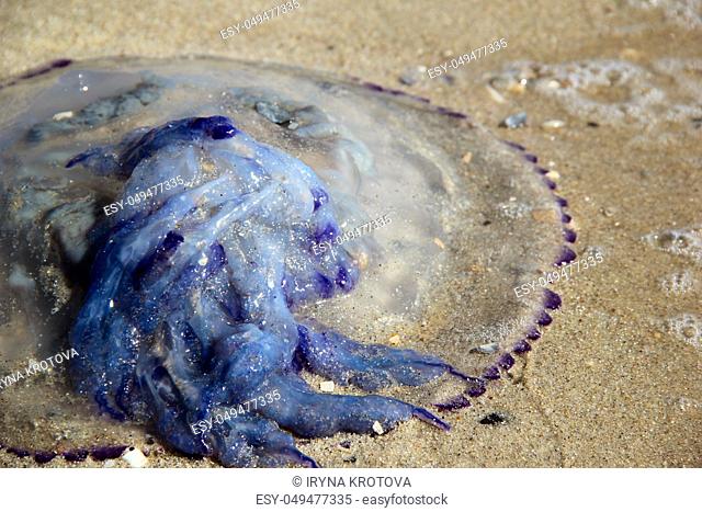 big blue jellyfish on the beach. photo