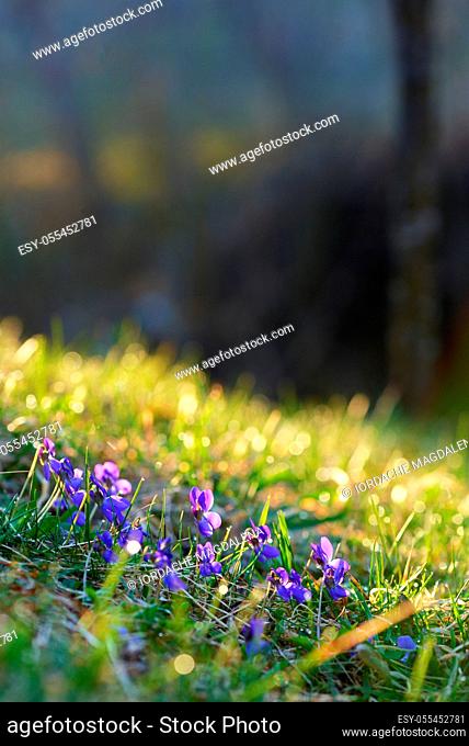 spring, meadow, liverwort