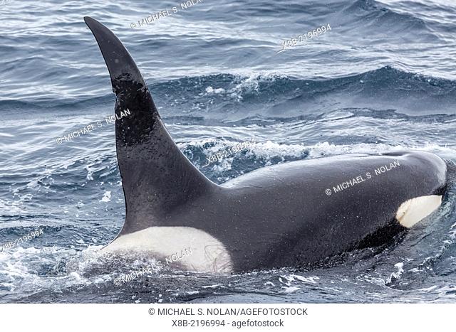 Adult bull Type A killer whale, Orcinus orca, in the Gerlache Strait, Position: 64° 52’ 36† S 63° 16’ 32† W, Antarctica