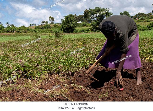 A woman harvesting sweet potatoes in a field, Ethiopia, Africa