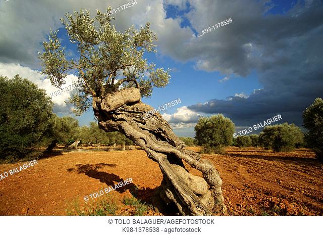 Olives, Biniatzar, Bunyola, Illes Balears Spain Mallorca Tramuntana