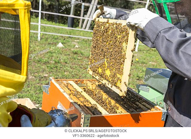 Farmers control the work of bees, Non valley, Trentino Italy Europe