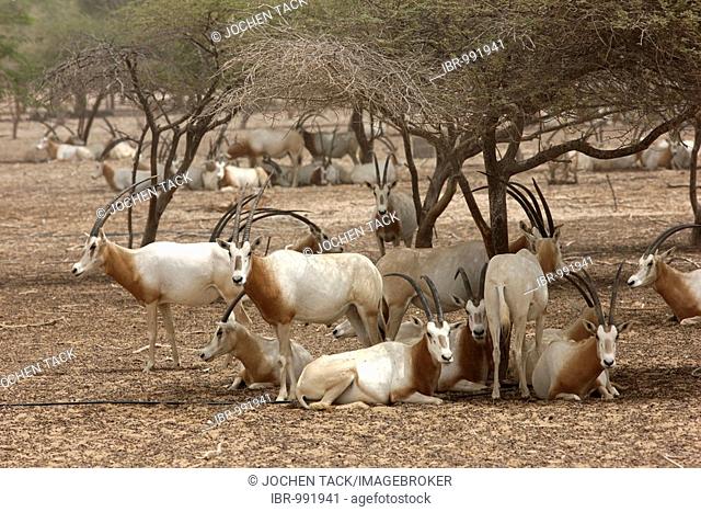 Scimitar-horned Oryx, (Oryx dammah), Sir Bani Yas Island, private game reserve in the Persian Gulf with over 10000 steppe animals, near Abu Dhabi