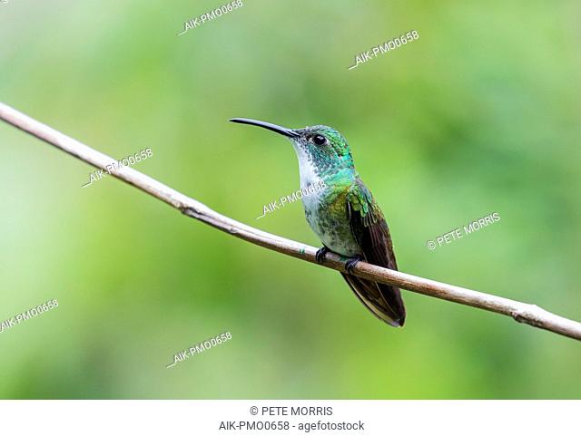 White-chested Emerald (Amazilia brevirostris) perched on a branch against a green tropical rainforest as background on Trinidad in the Caribbean