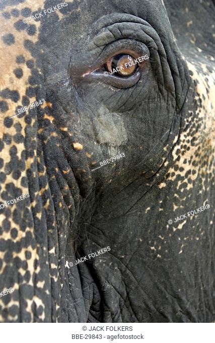 Headshot of an Indian Elephant (Elephas maximus indicus)