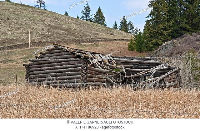 This photo is an old turn of the century log cabin homestead located near Molson, WA on Fletcher Hill that is debilitated with the roof in process of caving in...