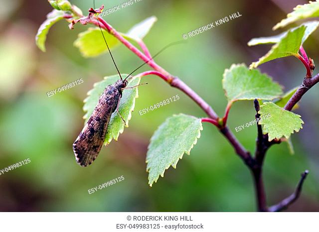 Image of a Caddis Fly (Polycentropodidae) resting on a birch leaf in Glen Affric