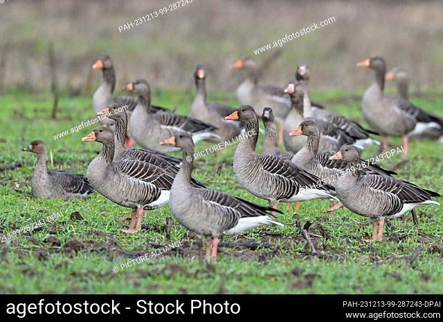 11 December 2023, Brandenburg, Genschmar: Greylag geese (Anser anser) standing in a field. Photo: Patrick Pleul/dpa. - Genschmar/Brandenburg/Germany