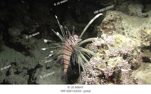 small lion fish Pterois miles luking at night, Red sea, Egypt