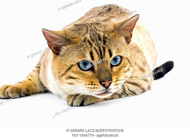 Seal Mink Tabby Bengal Domestic Cat, Male with Blue Eyes laying against White Background