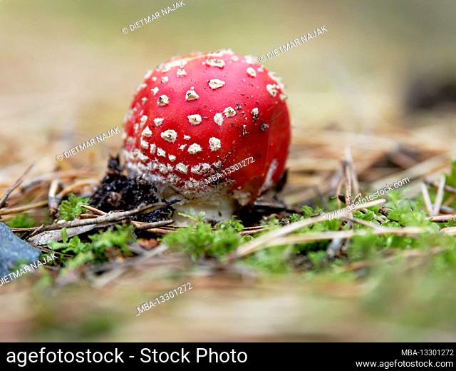Fly Agaric, Red Fly Agaric, Amanita muscaria