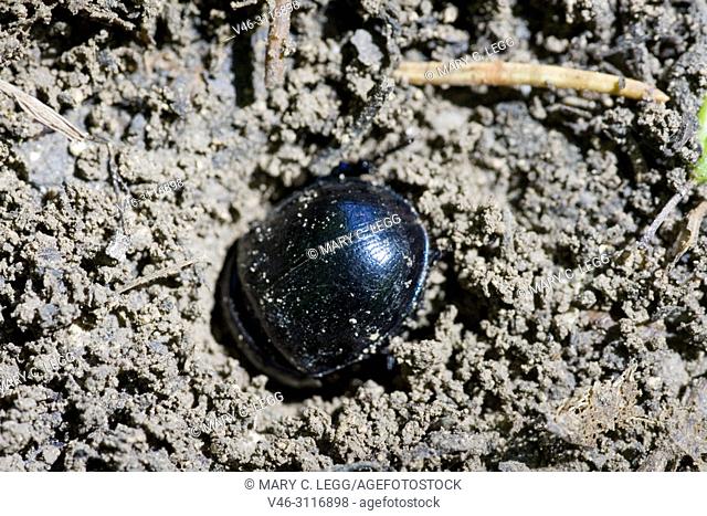 Dor Beetle, Anoplotrupes stercorosus, large, rotund earth-boring dung beetle of deep metallic midnight blue, easily confused with Geotrupes or scarabs