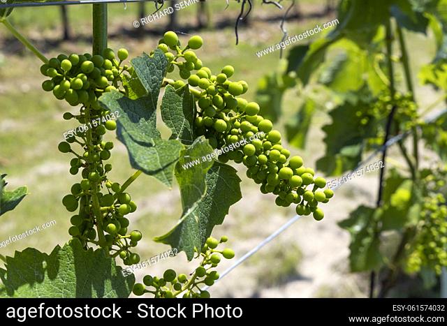 close up of unripe grapes