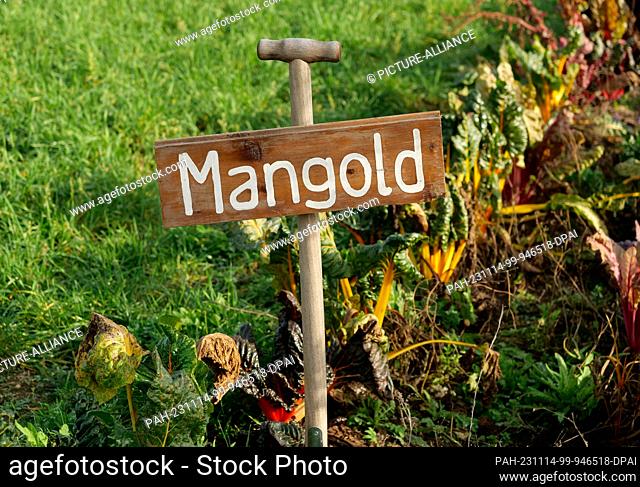 13 November 2023, Berlin: 13.11.2023, Berlin. A sign made from a digging fork stands on the site of an organic farming project and marks a bed of chard