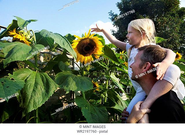 A girl seated on her father's shoulders, reaching to touch a sunflower in full bloom