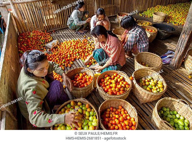 Myanmar (Burma), Shan district, Inle lake, green, yellow and red tomatos produced in the floating gardens