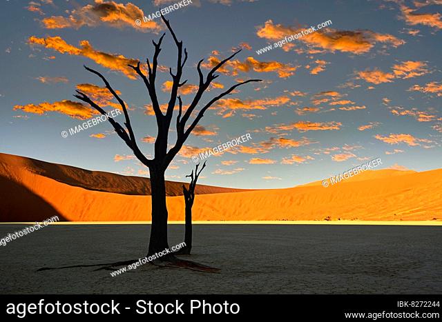 Kameldornbäume, auch Kameldorn oder Kameldornakazie (Acacia erioloba) als Silhouette im ersten Morgenlicht auf die Dünen, Namib Naukluft Nationalpark, Deadvlei