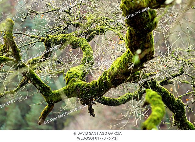 Spain, Gorbea Natural Park, moss-grown tree