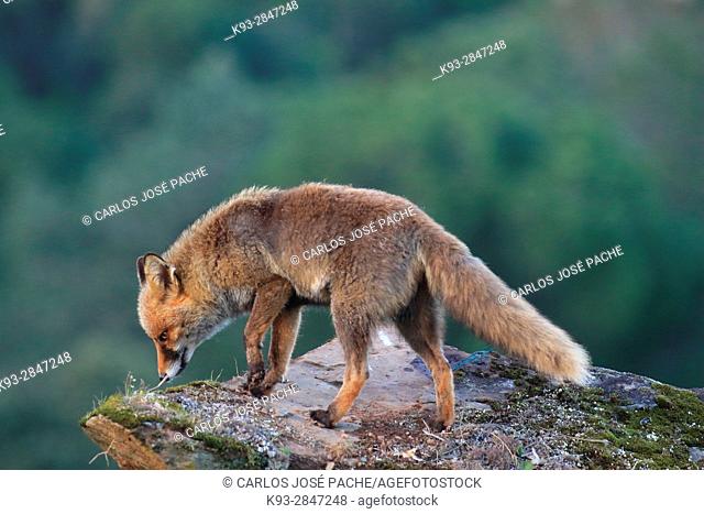 Red fox (Vulpes vulpes). Parque Nacional de Monfragüe, Caceres, Extremadura, Spain