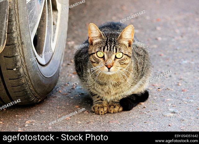 Nice single homeless cat striped color with green eyes is sitting in the car on a sunny day