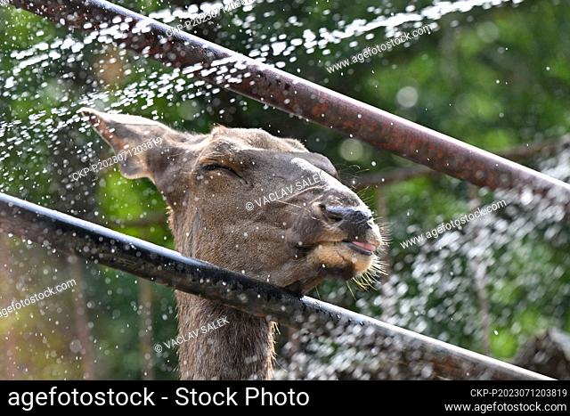 The prolonged heat causes problems not only for humans but also for animals in zoos. They need constant access to water, seek shade and are more likely to stay...