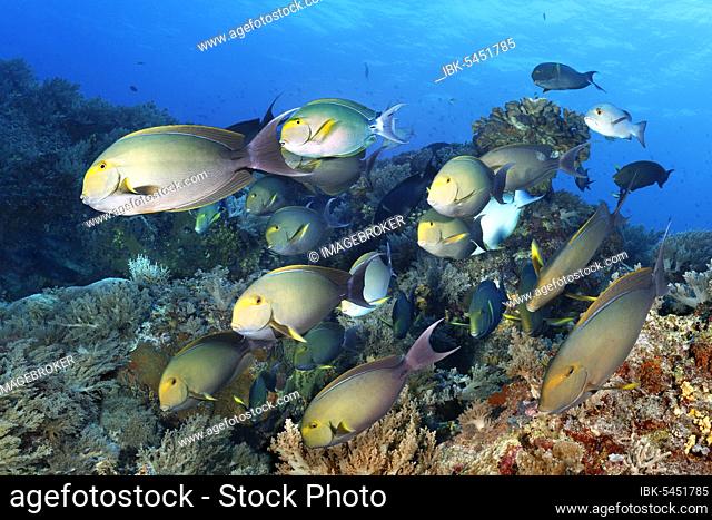 Swarm of fish Yellowfin surgeonfish (Acanthurus xanthopterus), swimming over coral reef, Pacific Ocean, Sulu Lake, Tubbataha Reef National Marine Park
