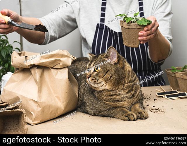 A woman is planting plants in paper plastic cups on the table, next to an adult gray cat lies. Homework growing sprouts