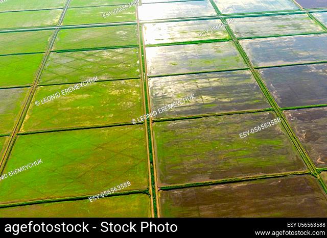 The rice fields are flooded with water. Flooded rice paddies. Agronomic methods of growing rice in the fields. Flooding the fields with water in which rice sown