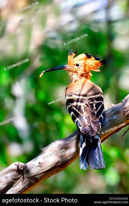 beautiful bird Madagascan hoopoe, Upupa epops marginata, subspecies of hoopoe in the Upupidae family. Ankarafantsika National Park