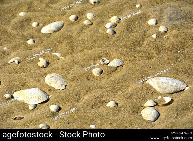 weisse Muscheln am Strand auf der Nordseeinsel Sylt