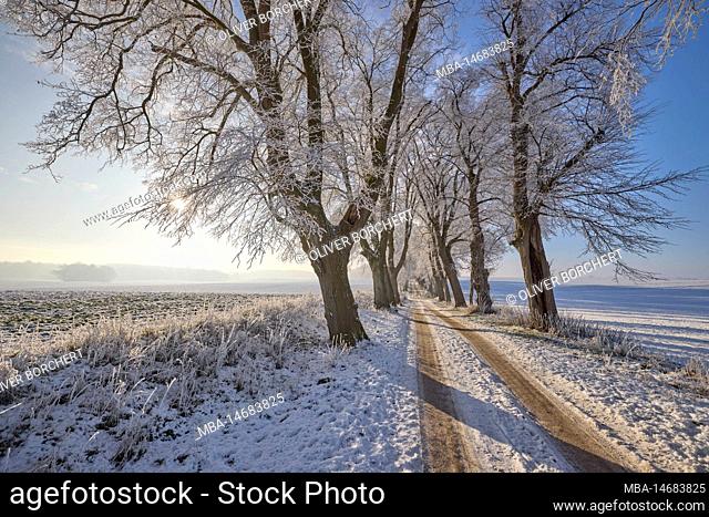 Germany, Mecklenburg-Western Pomerania, avenue, winter, hoarfrost, white