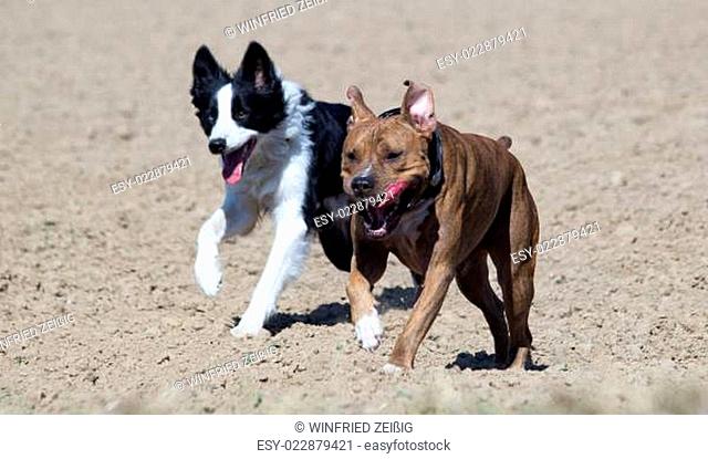 American Staffordshire Terrier und Border Colli