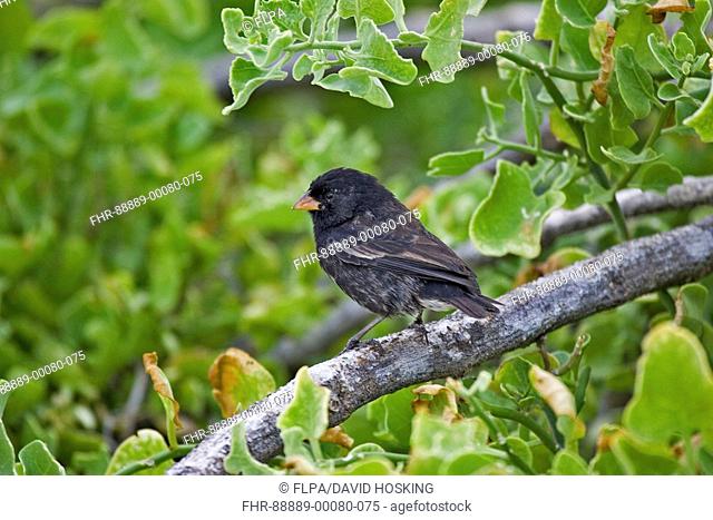 Small Ground Finch, Geospiza fuliginosa, male, Galapagos