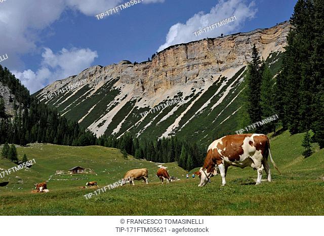 Italy, Trentino Alto Adige, Parco Naturale di Fannes Sennes Braies, cows in pastures