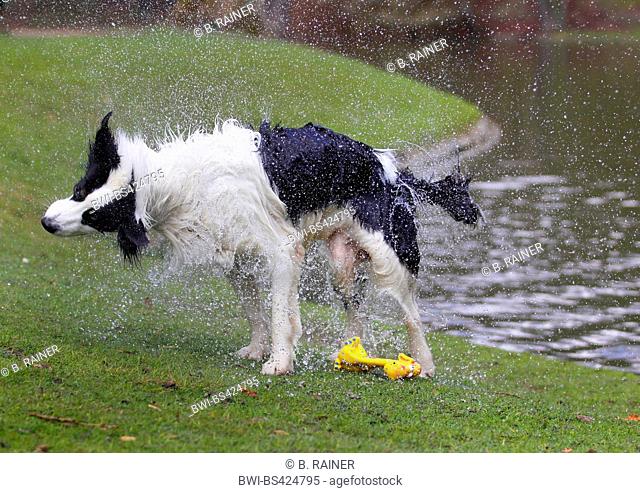 Australian Shepherd (Canis lupus f. familiaris), male dog comming out a pond and shaking water from the fur, side view, Germany