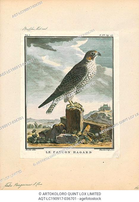 Falco peregrinus, Print, The peregrine falcon (Falco peregrinus), also known as the peregrine, and historically as the duck hawk in North America