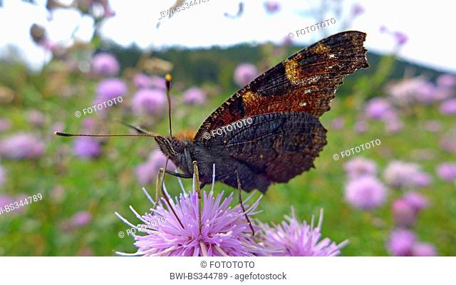 peacock moth, peacock (Inachis io, Nymphalis io), sitting on a thistle, Germany