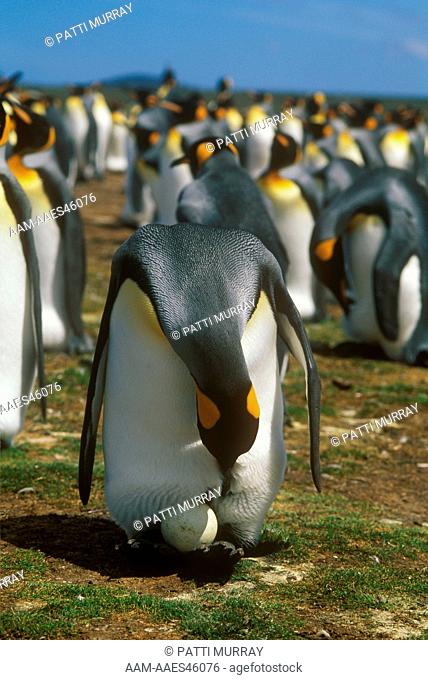 King Penguin with Egg (Aptenodytes patagonicus), Volunteer Point, Falklands