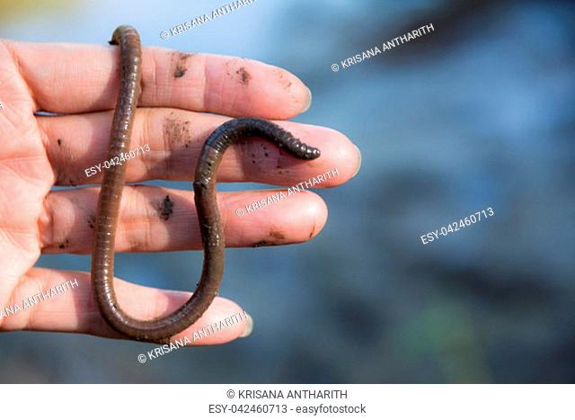 Female hand holding earth worms in her hand on blurred background