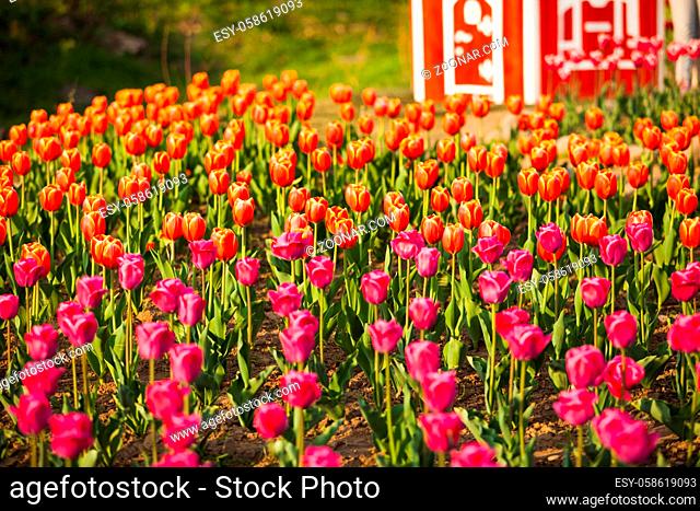 Landscape of Netherlands bouquet of tulipson on the countryside village field