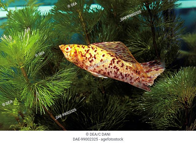 Zoology - Aquarium fish - Cyprinodontiformes - Yucatan Molly (Poecilia velifera) in aquarium