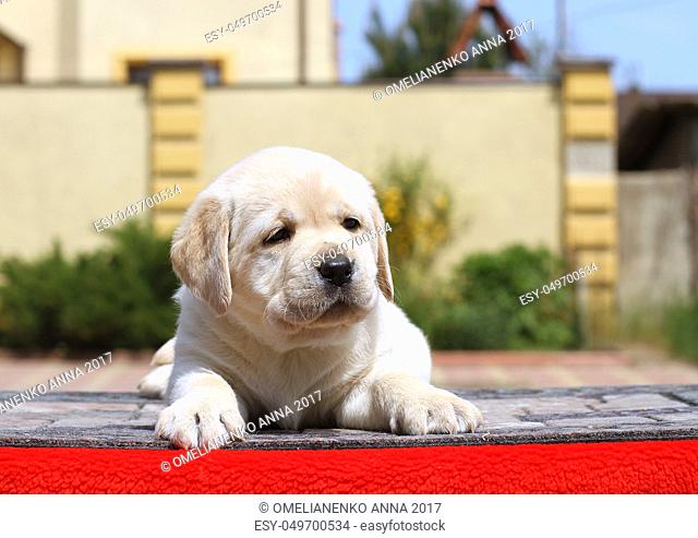 little yellow labrador puppy sitting on red background