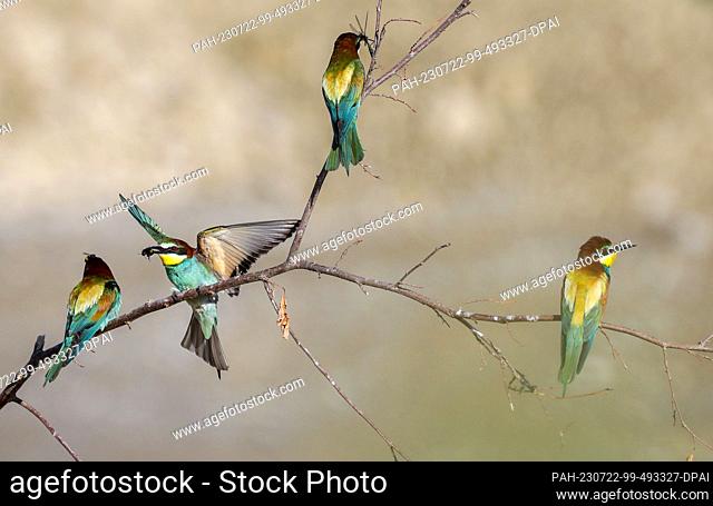 22 July 2023, Baden-Württemberg, Hohentengen: Bee-eater (Merops apiaster) with bumblebees and dragonflies in its beak sitting on a branch